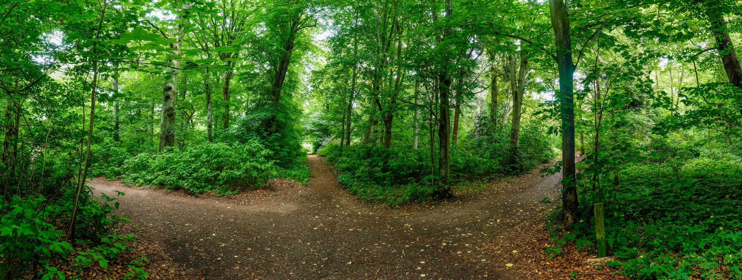 A quiet woodland path in soft morning light